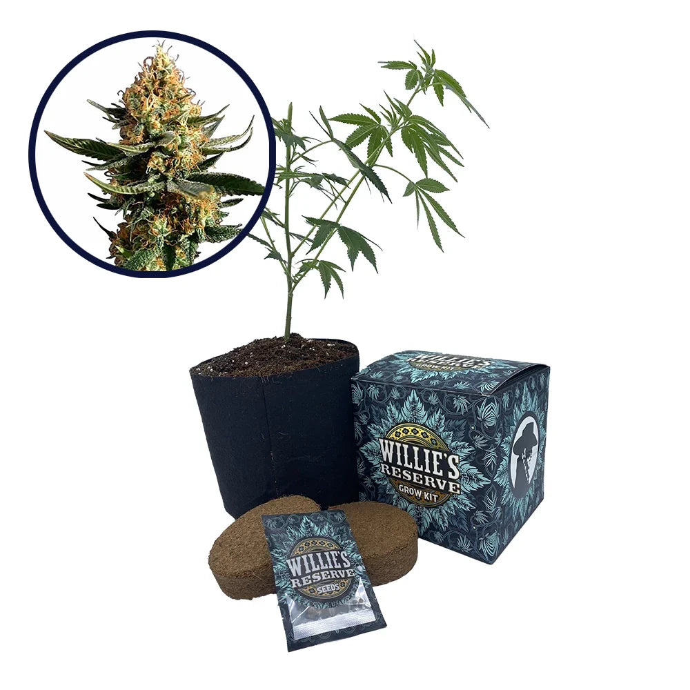 Chemdawg 91 Strain High Yield Grow Kit