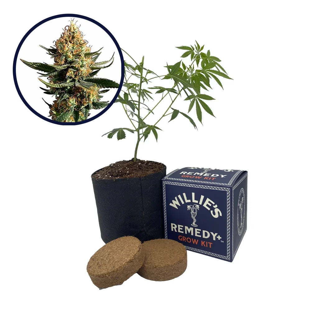 Chemdawg 91 Strain Grow Kit