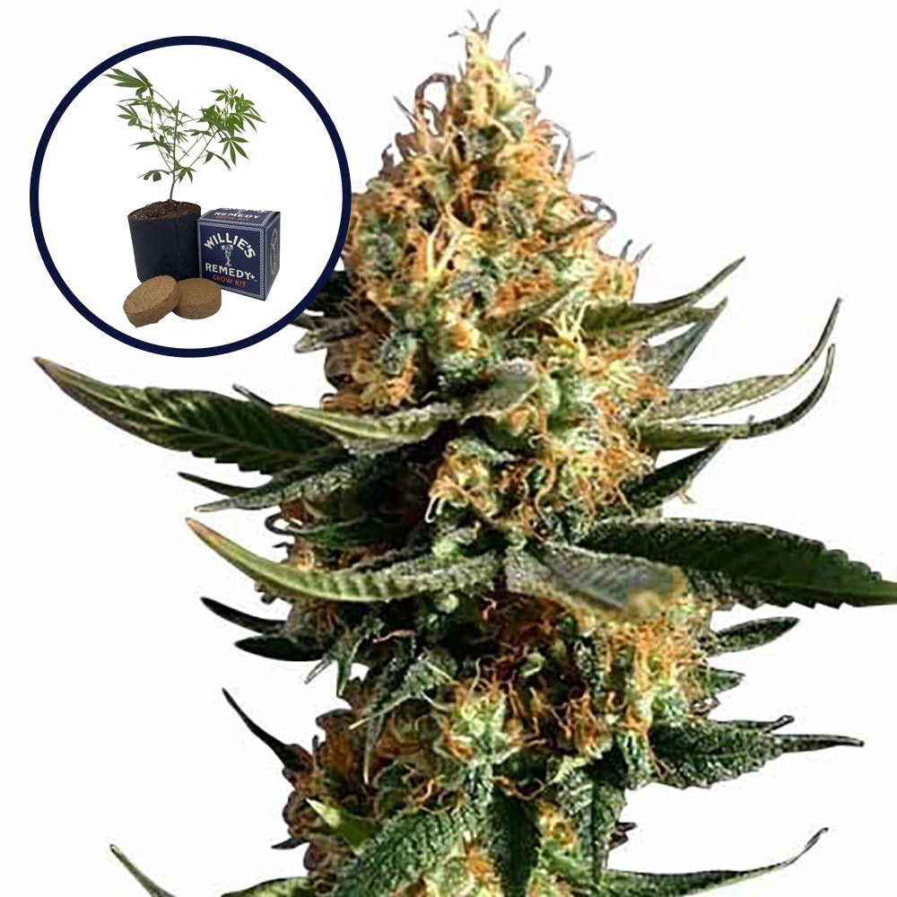Chemdawg 91 Grow Kit