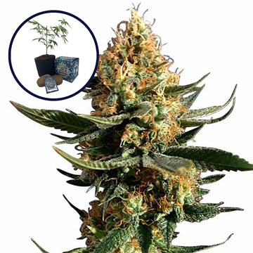 Chemdawg 91 High Yield Grow Kit