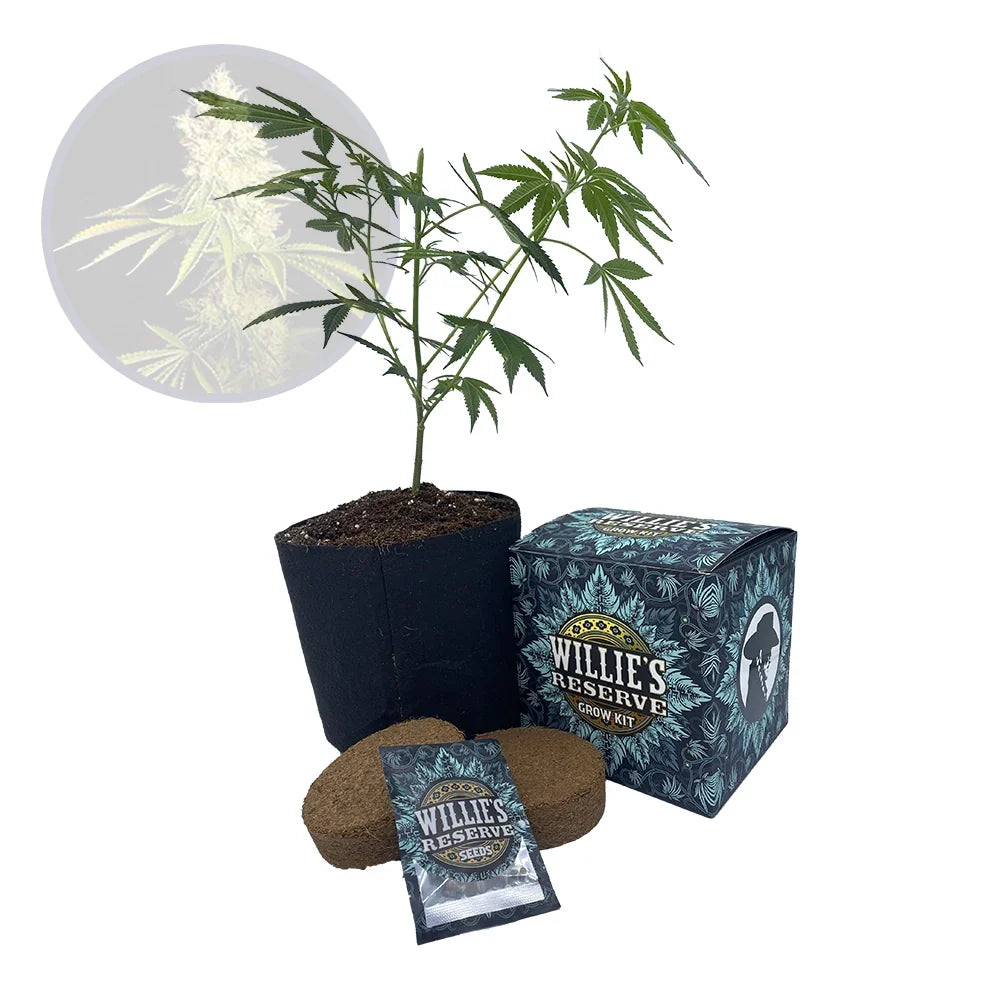 Chemdawg Strain High Yield Grow Kit