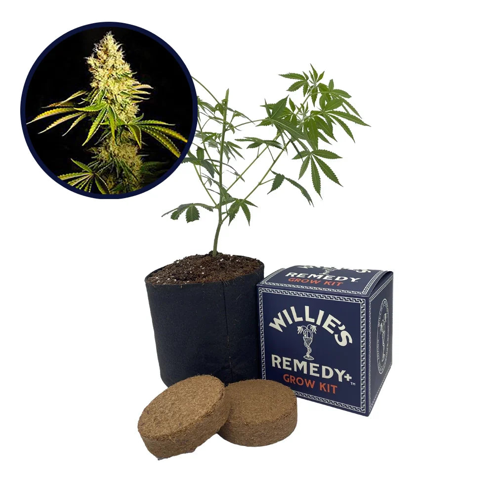 Chemdawg Strain Grow Kit