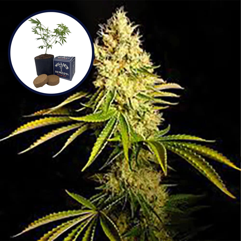 Chemdawg Grow Kit