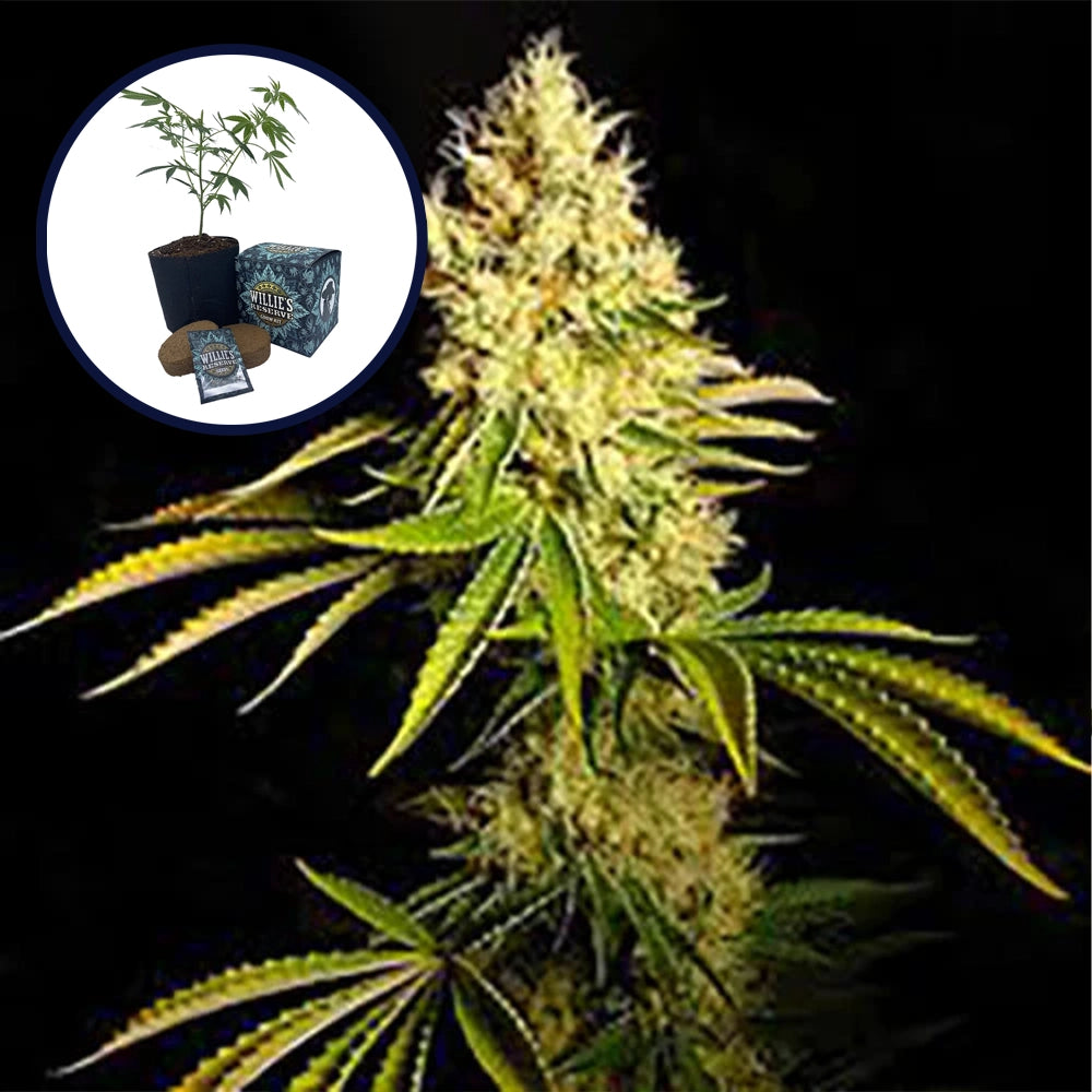 Chemdawg High Yield Grow Kit