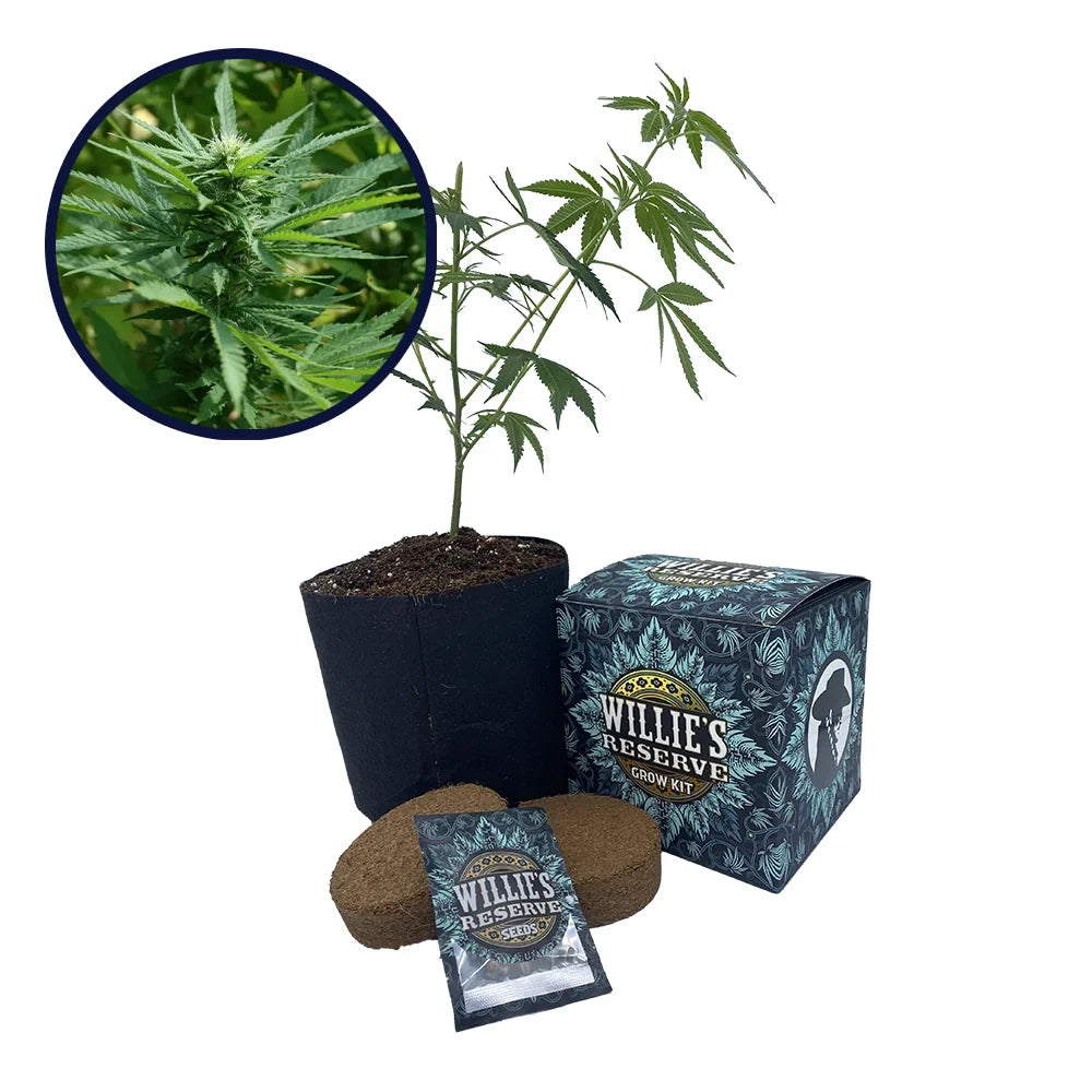 Chernobyl Strain High Yield Grow Kit