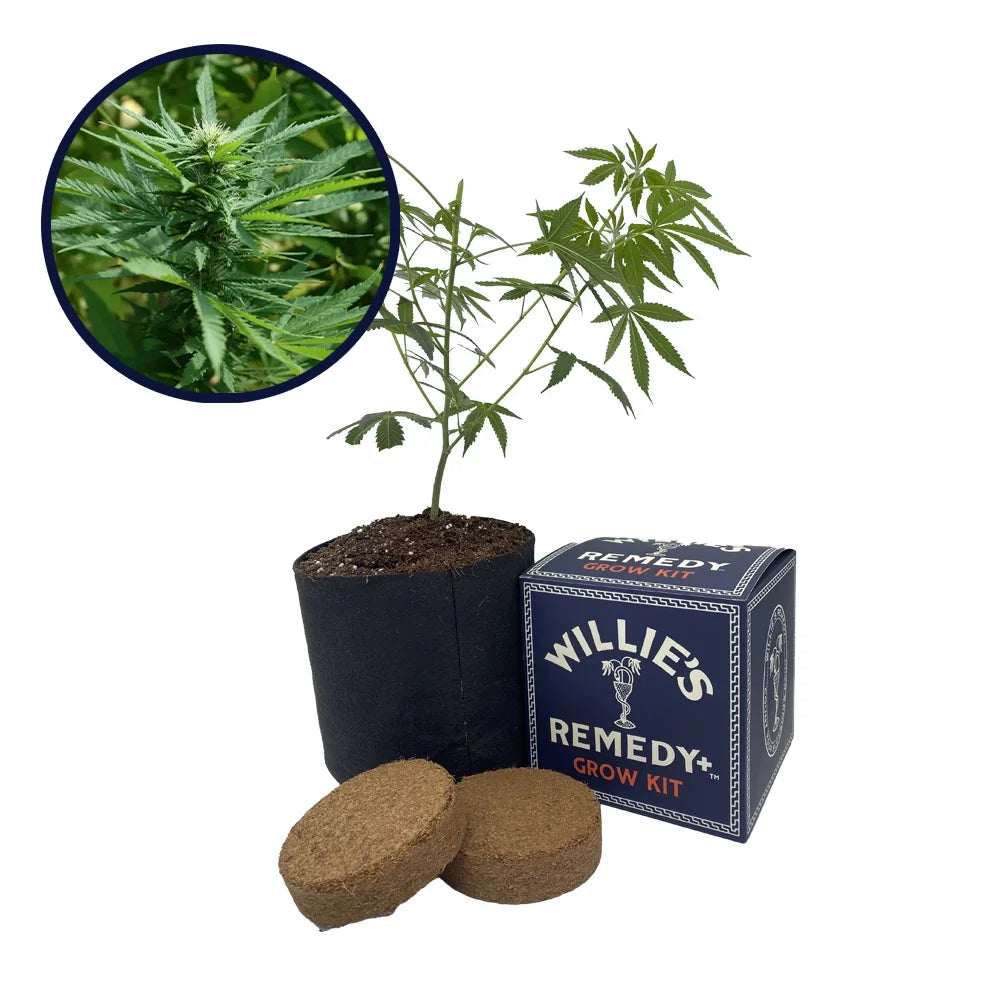 Chernobyl Strain Grow Kit