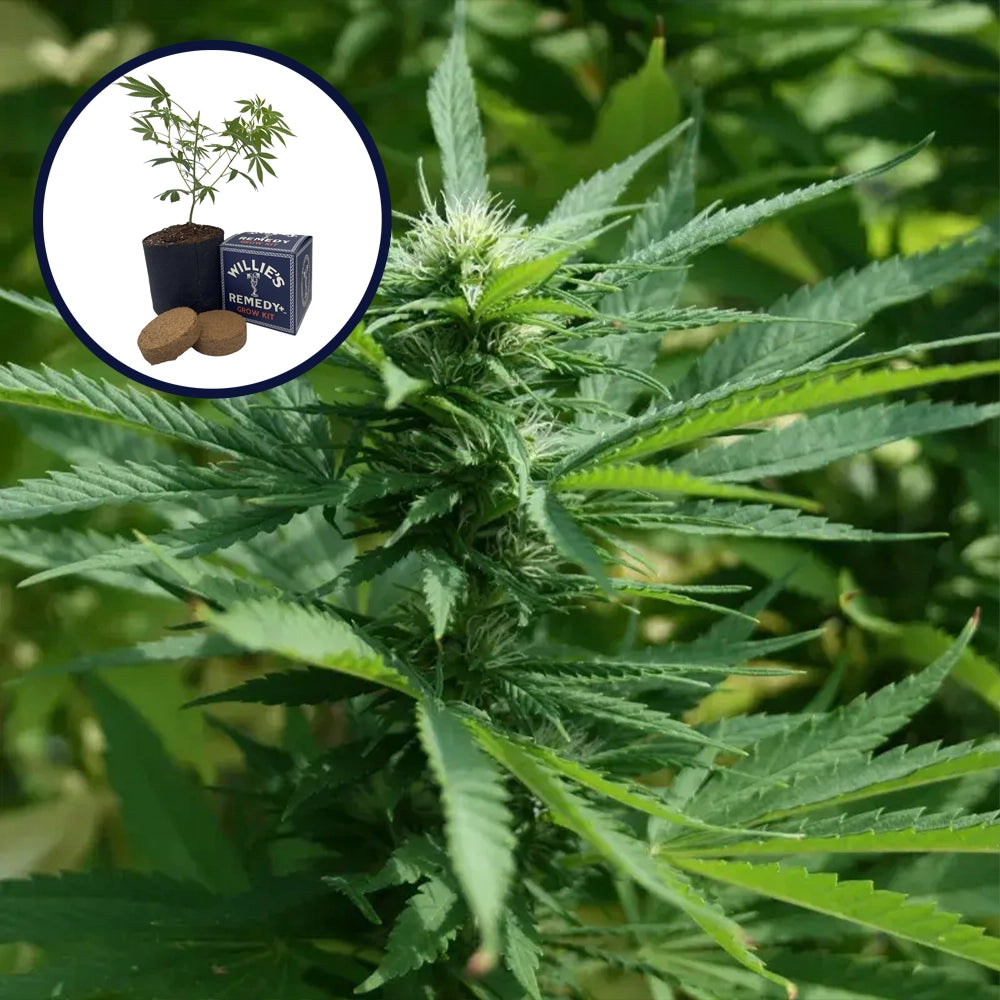 Chernobyl Grow Kit