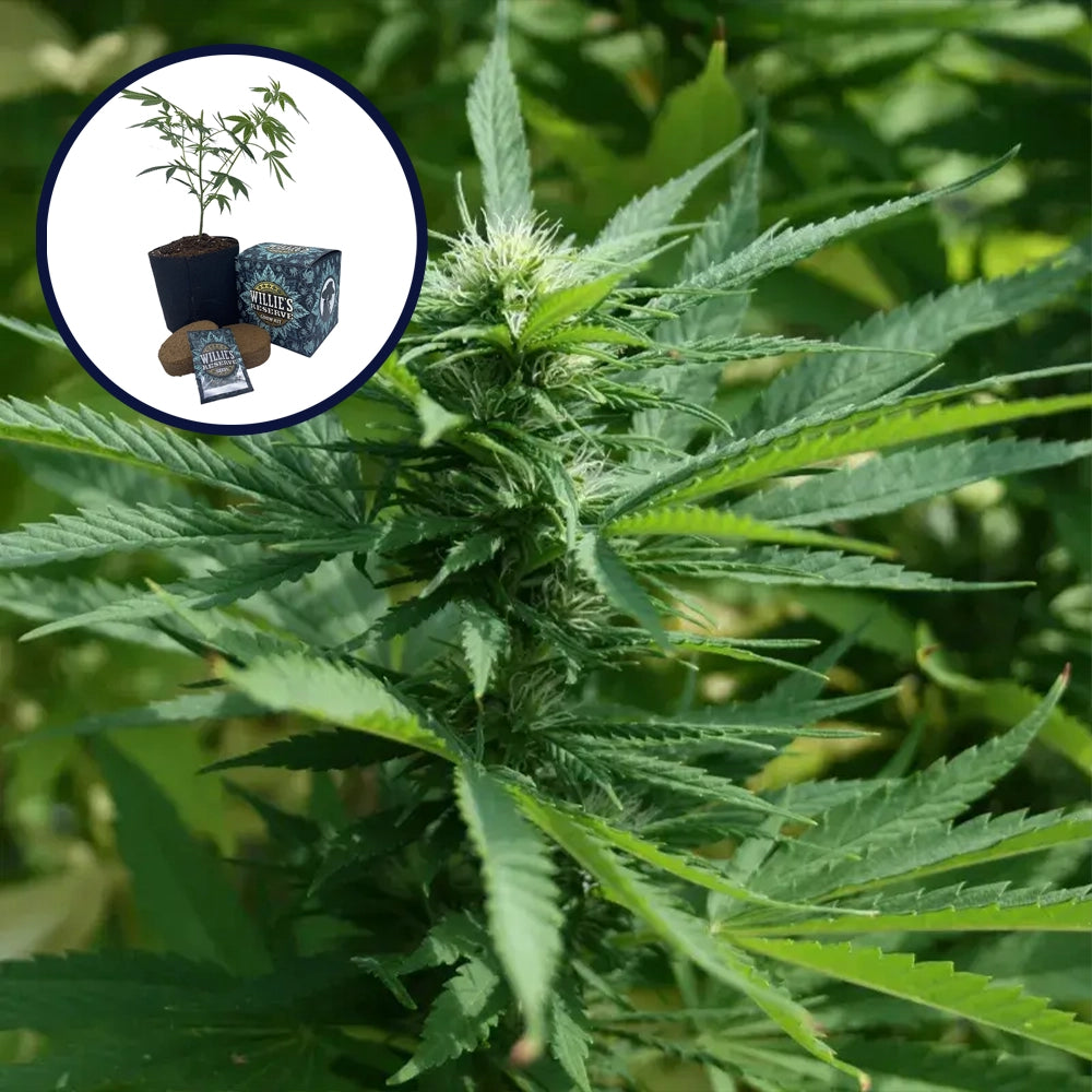 Chernobyl High Yield Grow Kit