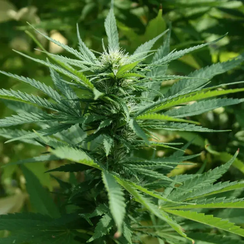 Chernobyl Auto