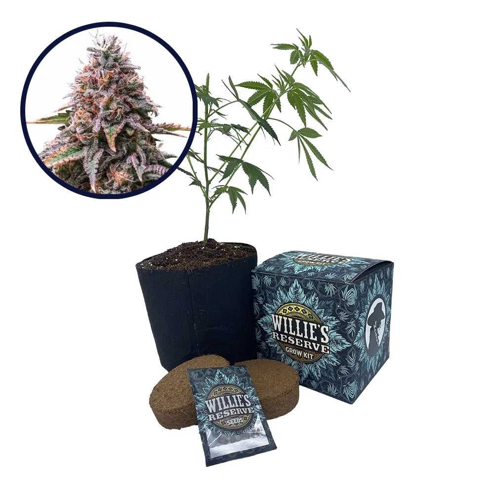 Cherry Pie Strain High Yield Grow Kit