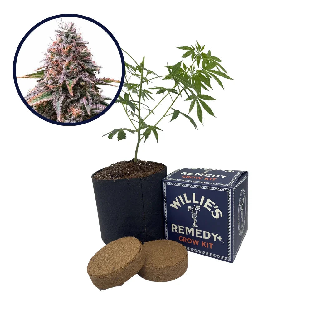 Cherry Pie Strain Grow Kit