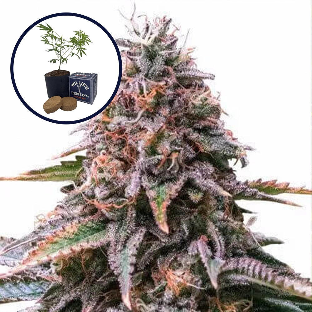 Cherry Pie Grow Kit