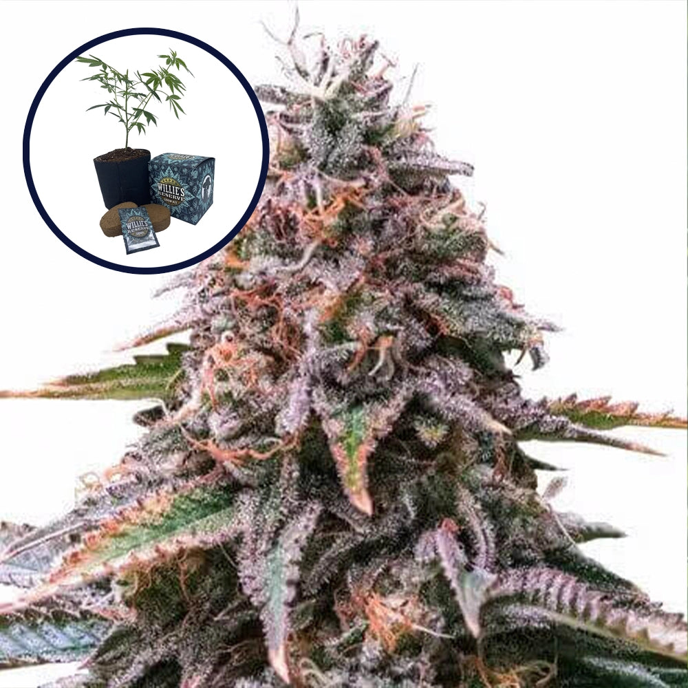 Cherry Pie High Yield Grow Kit