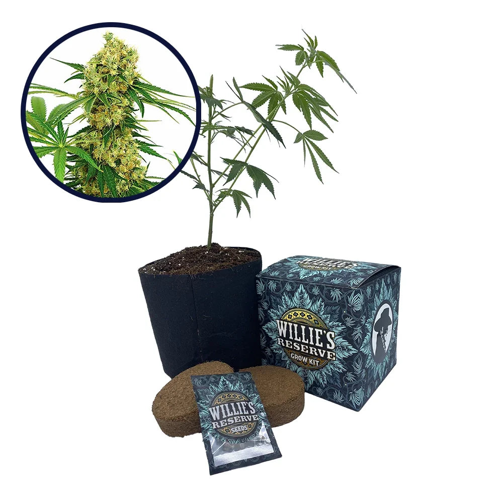 Chocolope Strain High Yield Grow Kit
