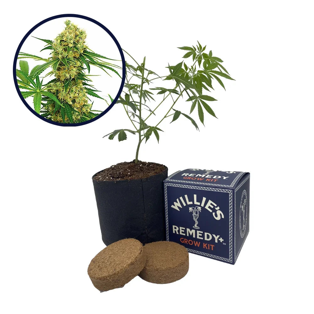 Chocolope Strain Grow Kit