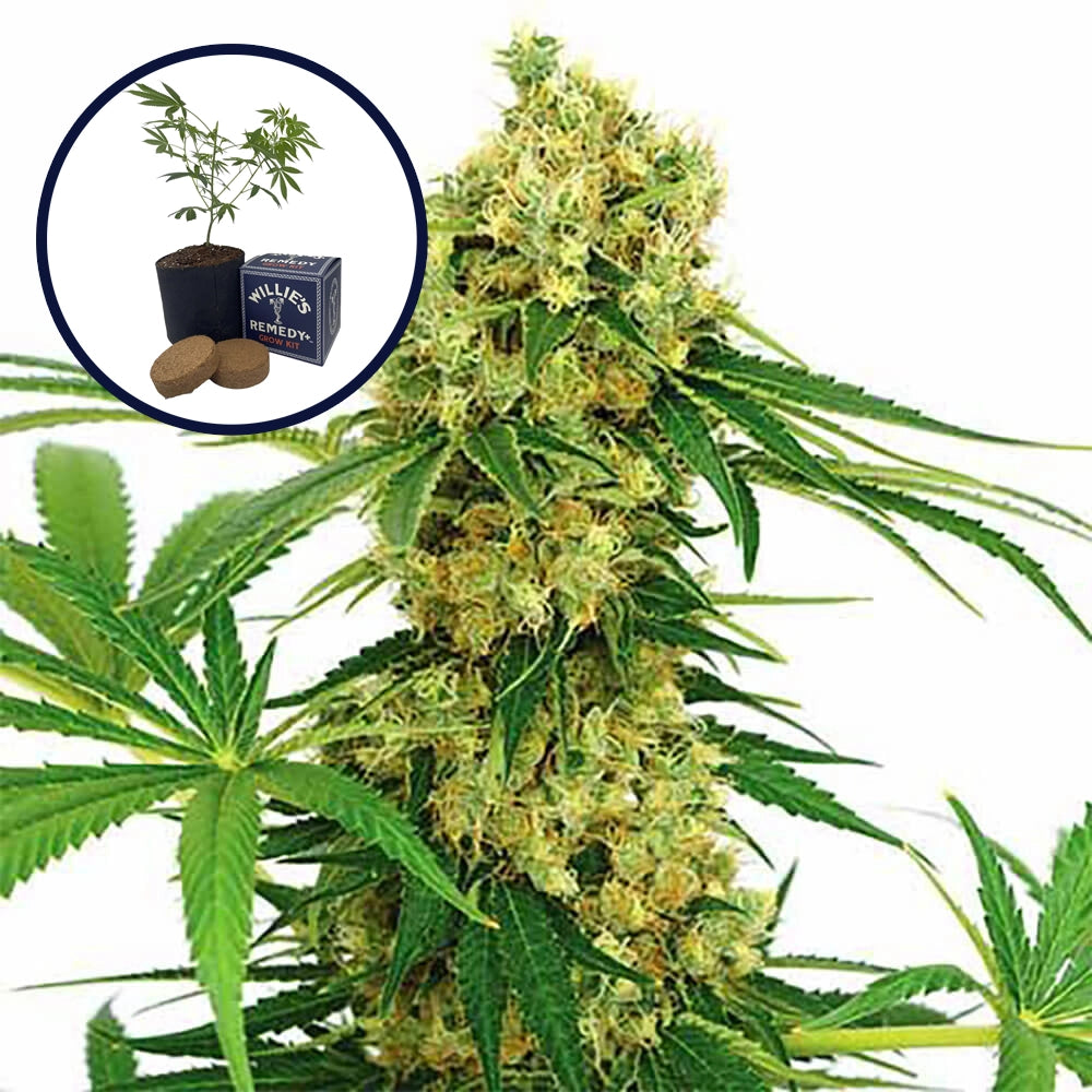 Chocolope Grow Kit