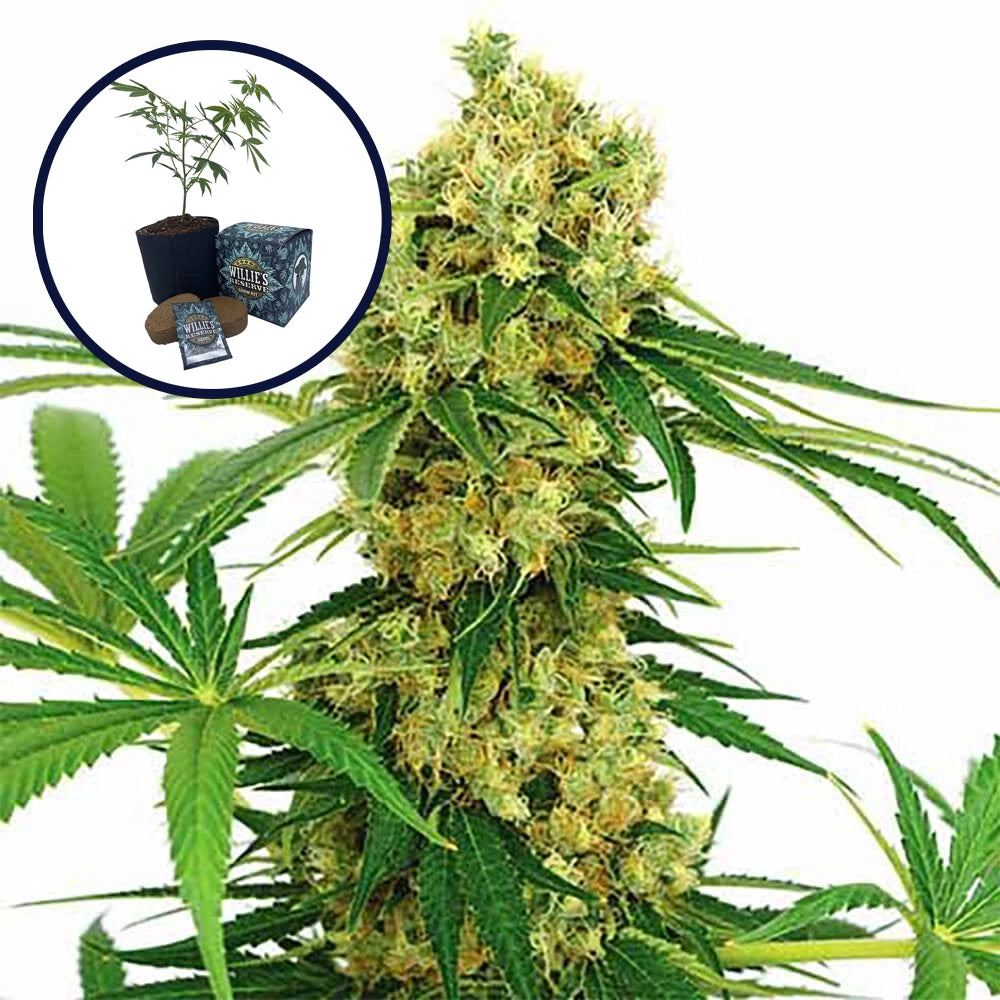Chocolope High Yield Grow Kit