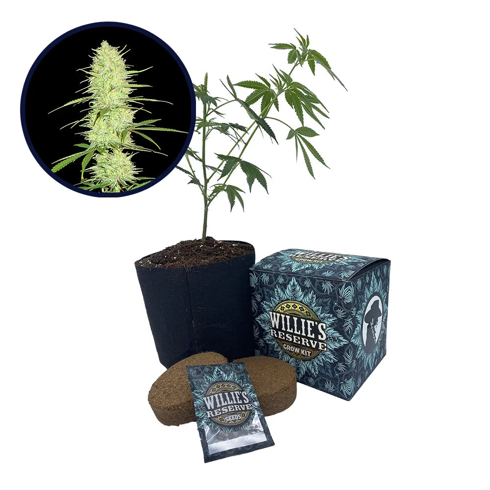 Cinderella 99 Strain High Yield Grow Kit