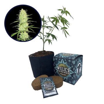 Cinderella 99 Strain High Yield Grow Kit