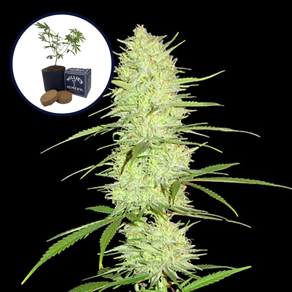 Cinderella 99 Grow Kit