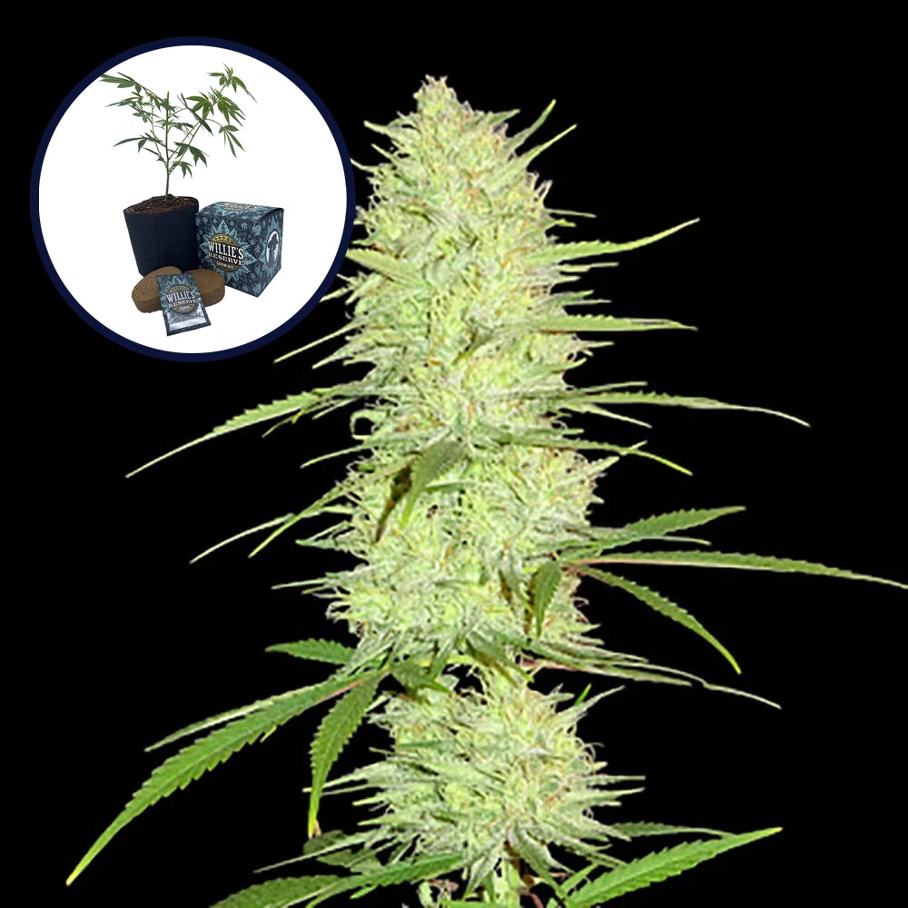 Cinderella 99 High Yield Grow Kit