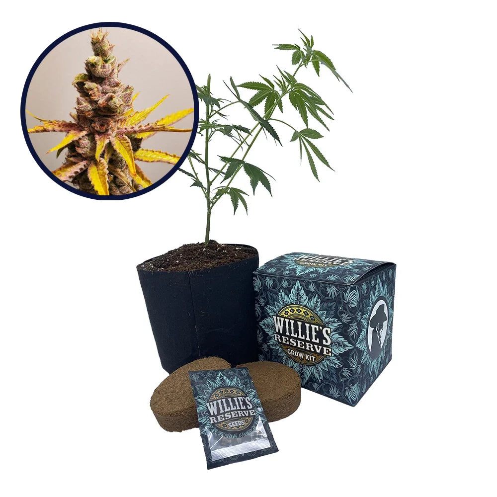 Clementine Strain High Yield Grow Kit