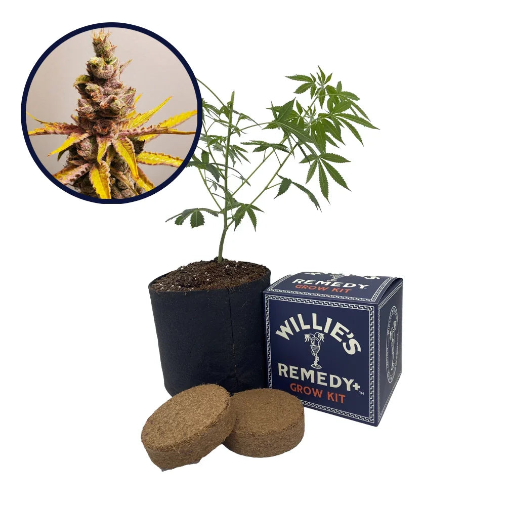 Clementine Strain Grow Kit