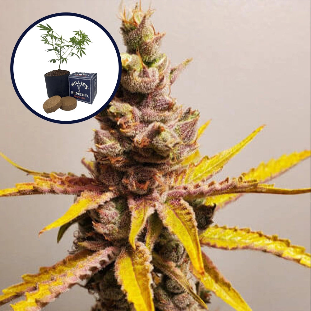 Clementine Grow Kit
