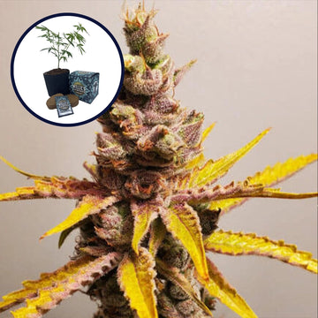 Clementine High Yield Grow Kit