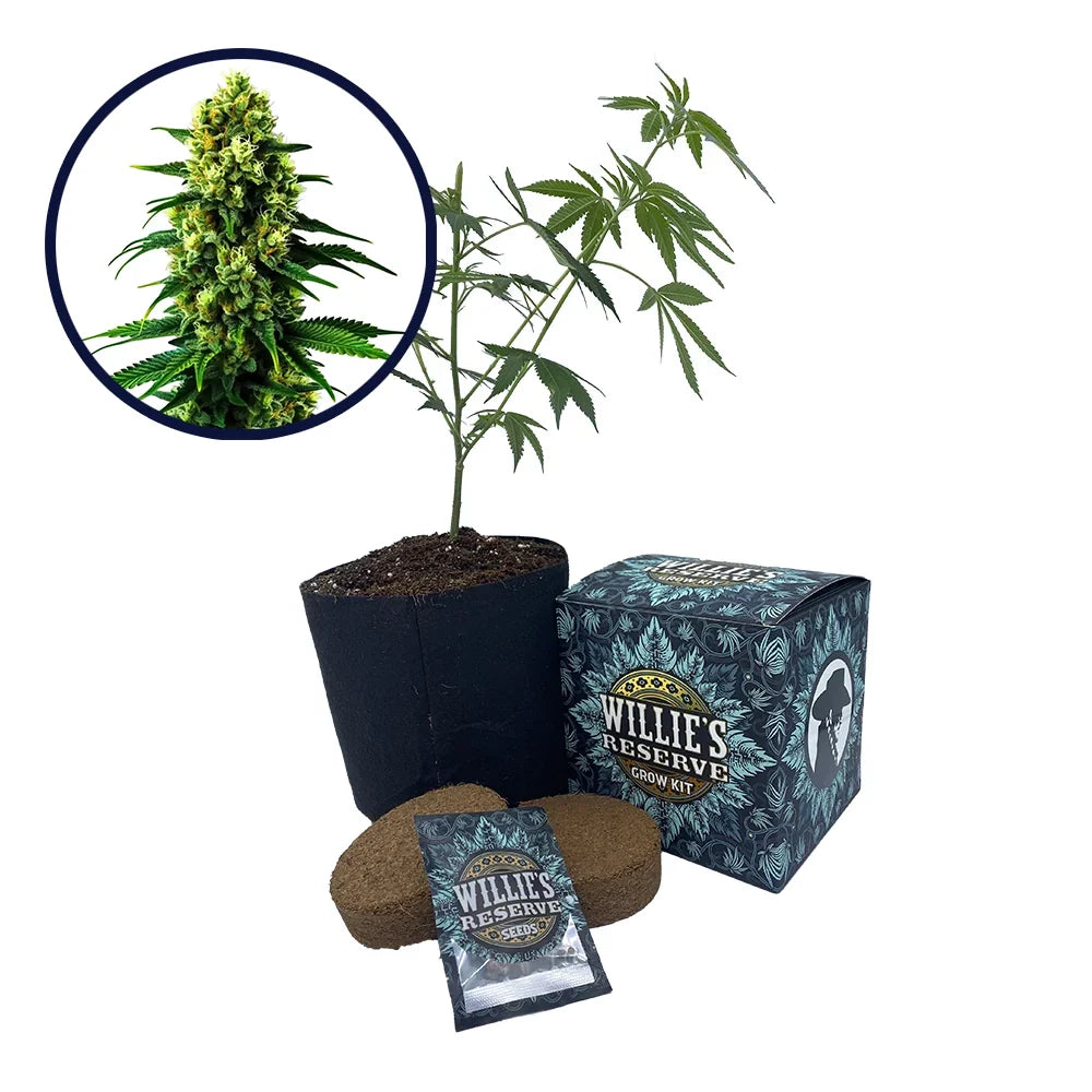 Colombian Gold Strain High Yield Grow Kit