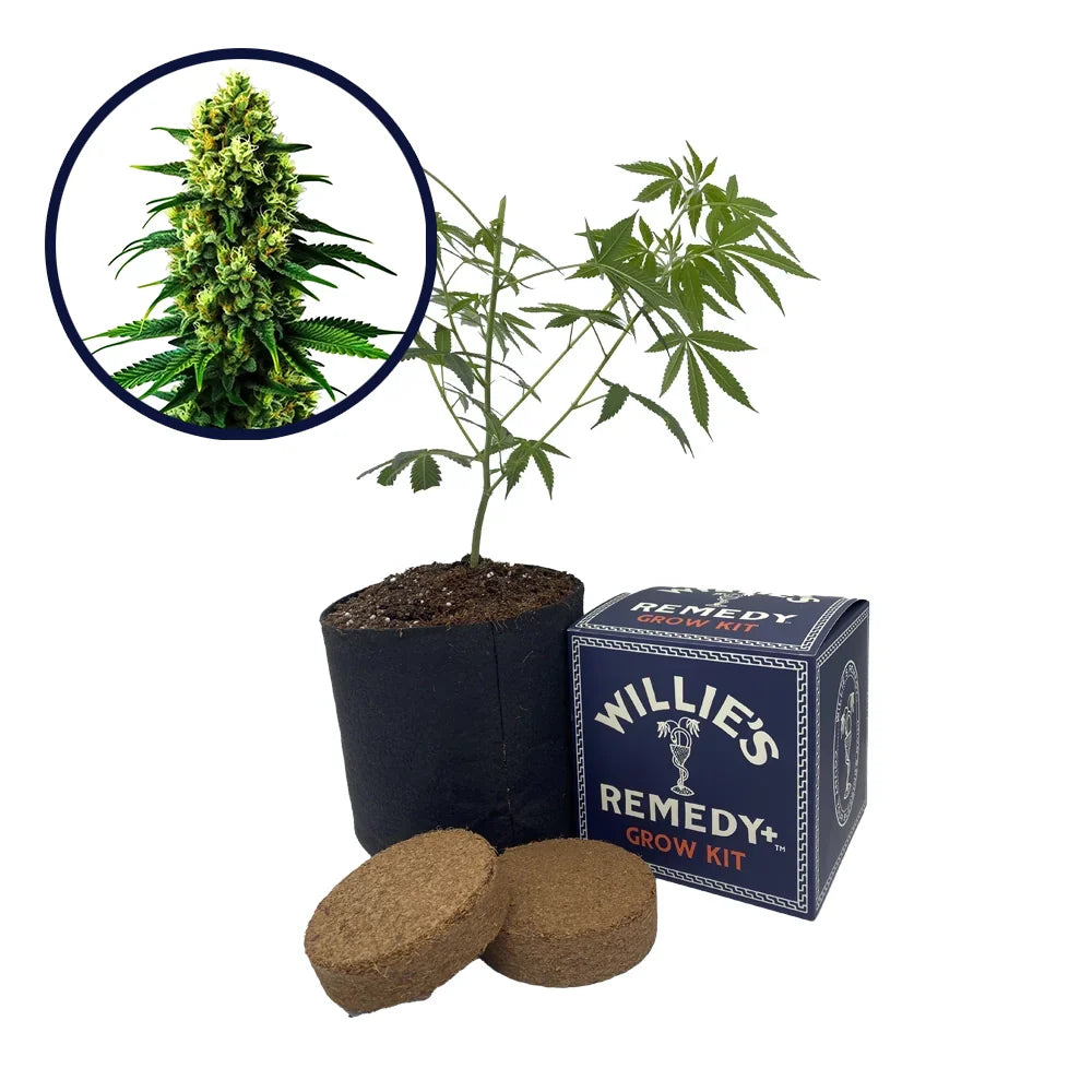 Colombian Gold Strain Grow Kit