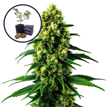 Colombian Gold Grow Kit