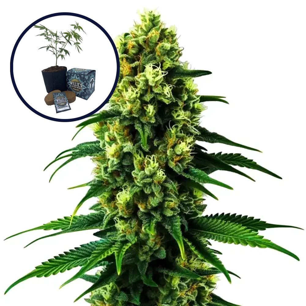 Colombian Gold High Yield Grow Kit