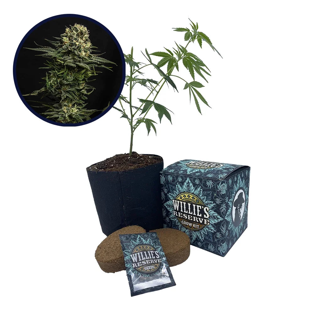 Cookie Frost Strain High Yield Grow Kit
