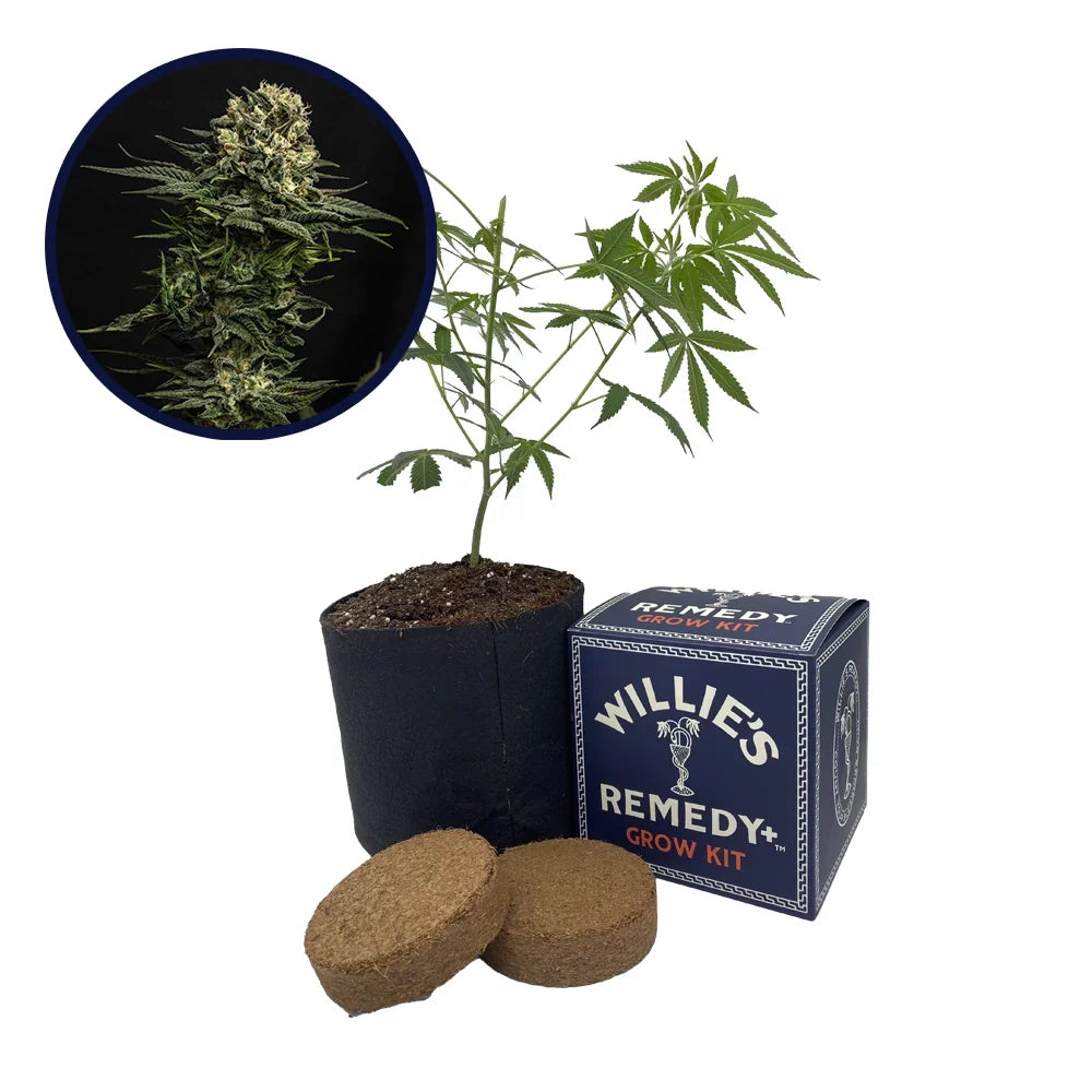 Cookie Frost Strain Grow Kit