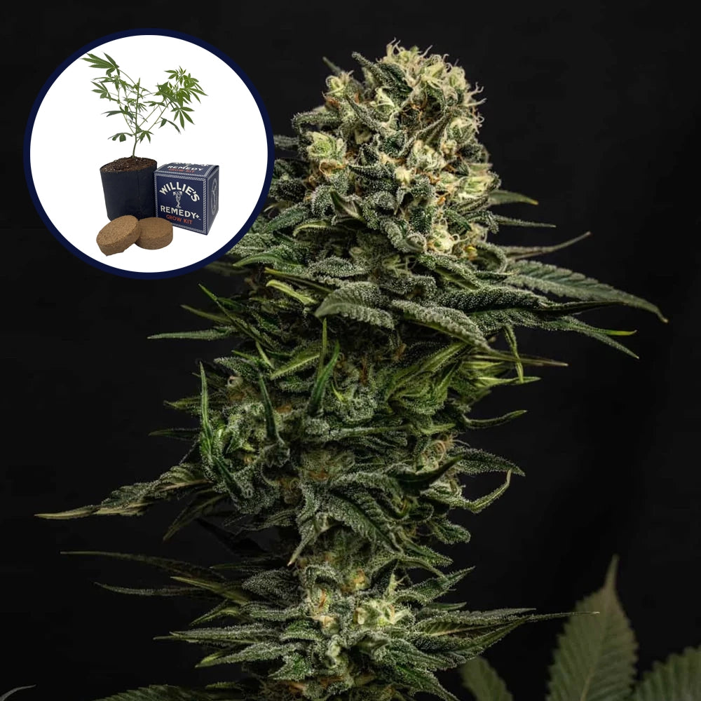Cookie Frost Grow Kit