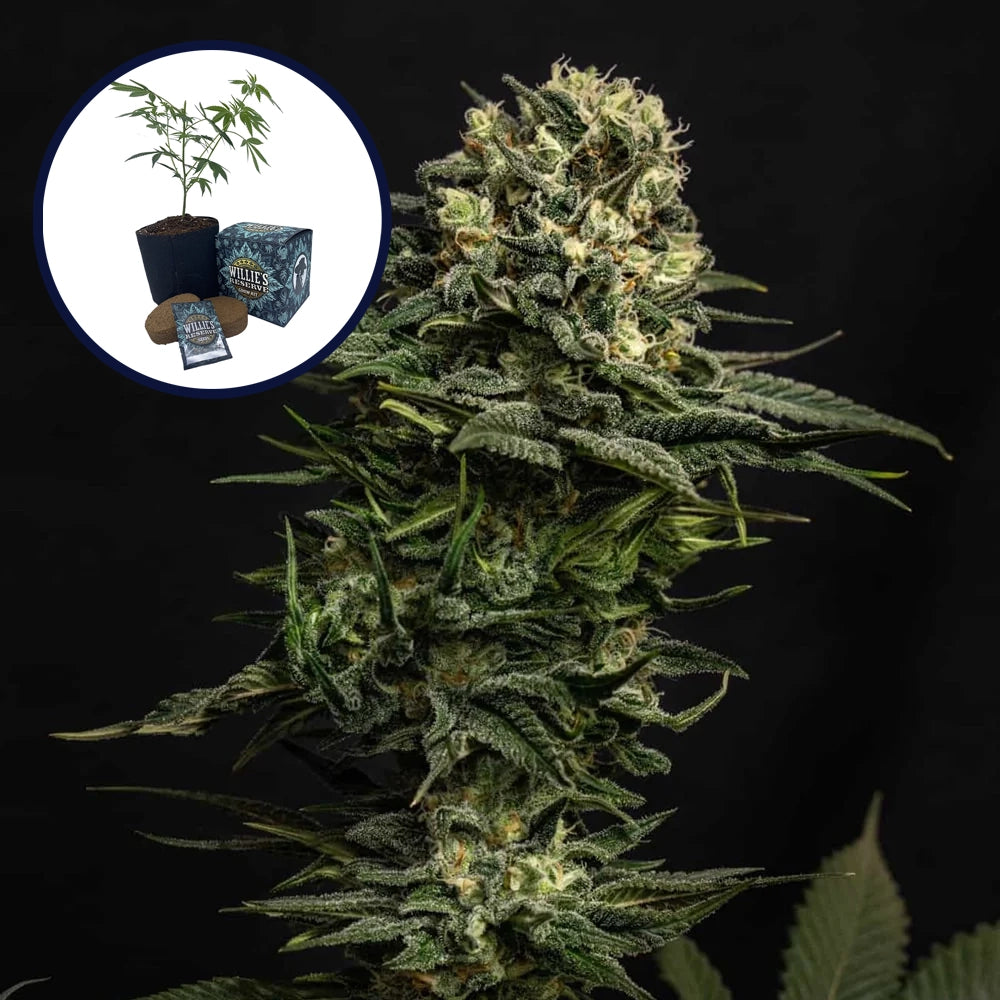 Cookie Frost High Yield Grow Kit