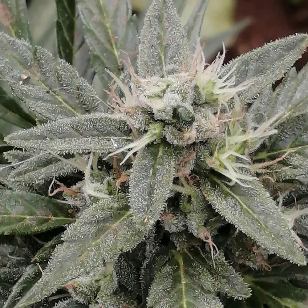 Cookies x Blood Cherry