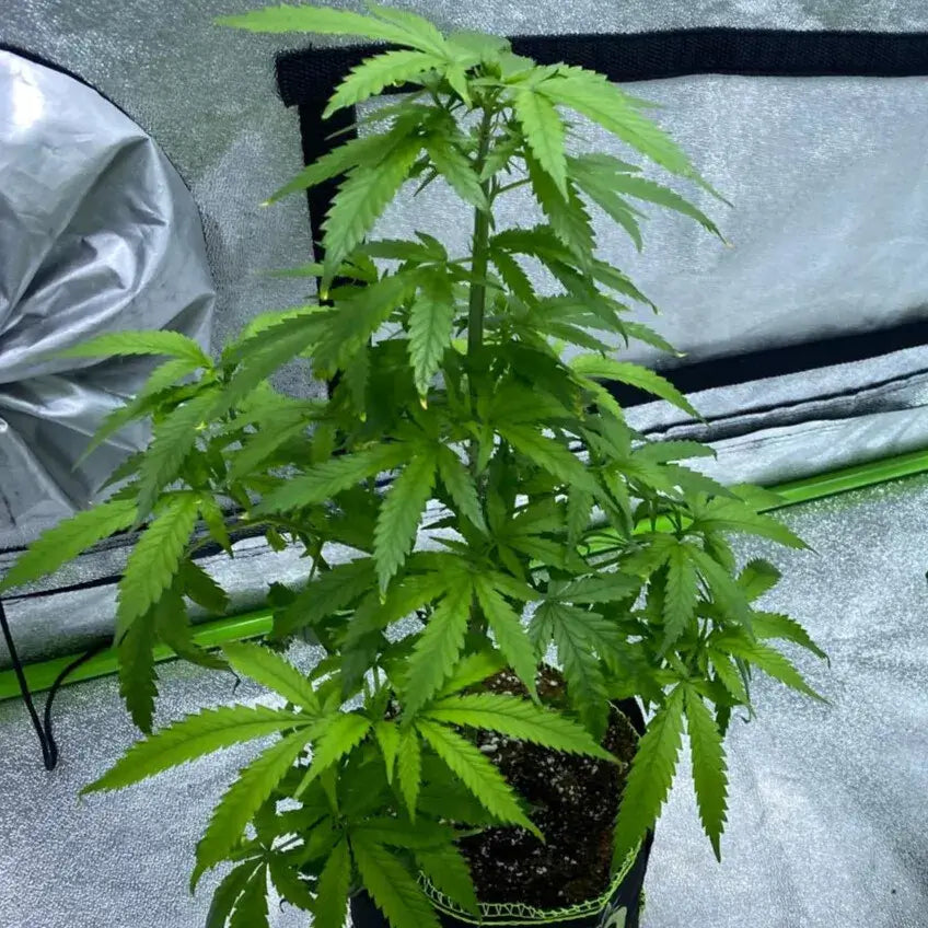 Cotton Candy Auto