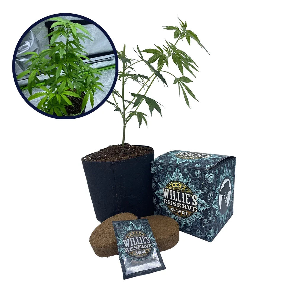 Cotton Candy Strain High Yield Grow Kit