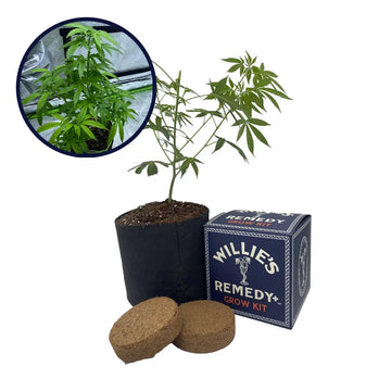 Cotton Candy Strain Grow Kit
