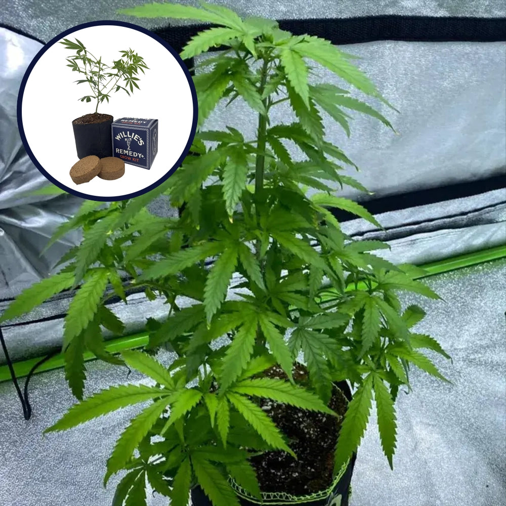Cotton Candy Grow Kit