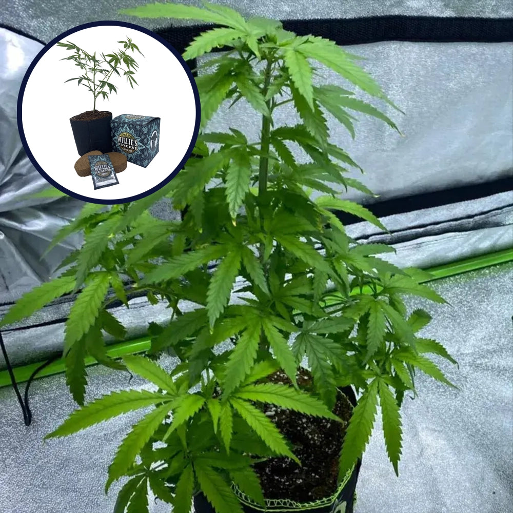 Cotton Candy High Yield Grow Kit