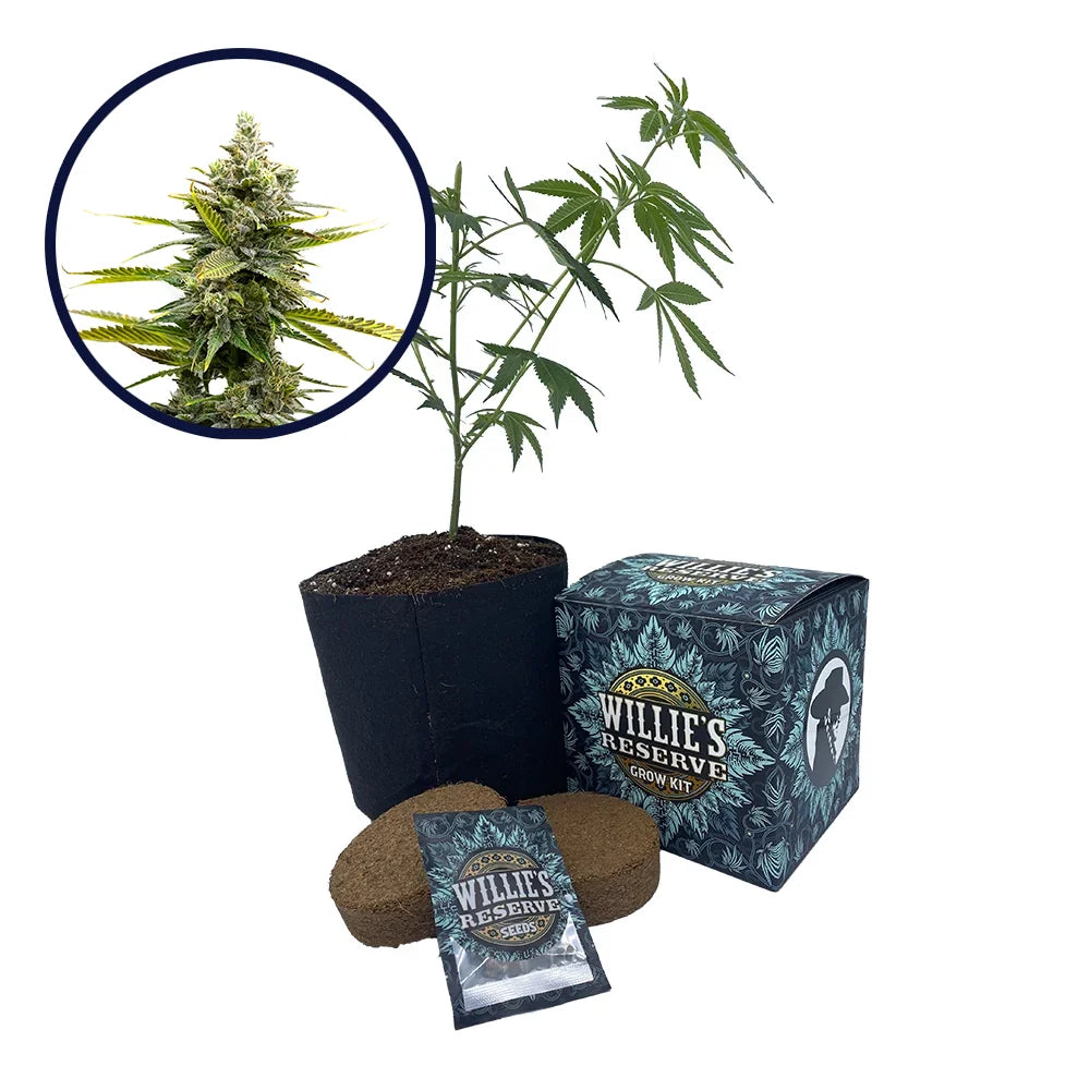 Critical Mass Strain High Yield Grow Kit