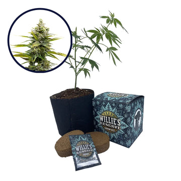 Critical Mass Strain High Yield Grow Kit