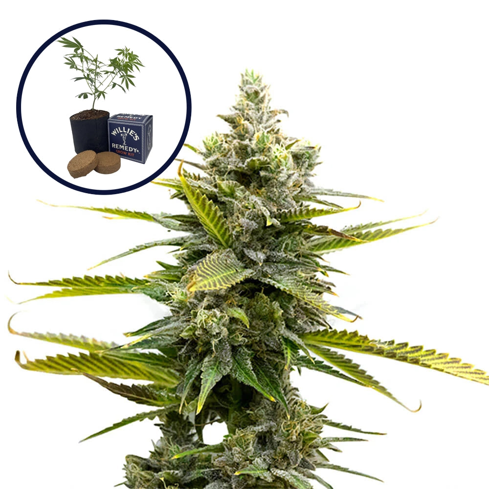 Critical Mass Grow Kit