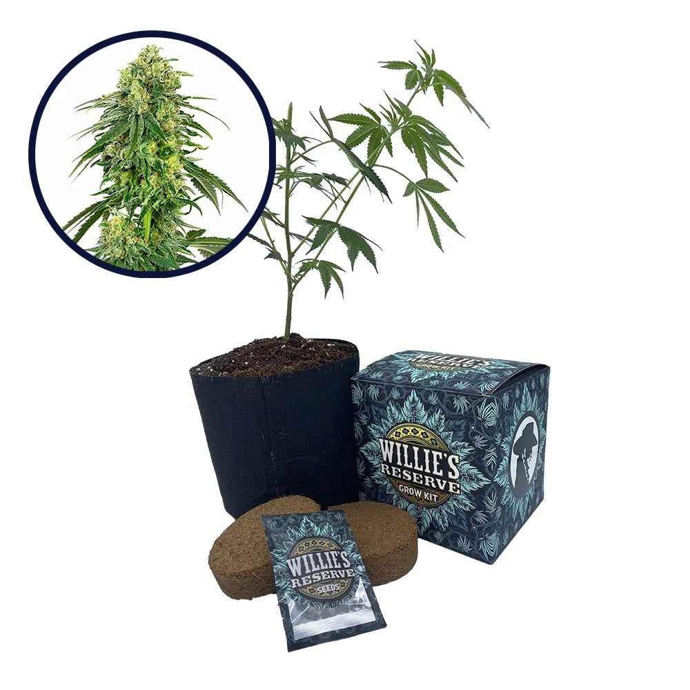 Deadhead OG Strain High Yield Grow Kit