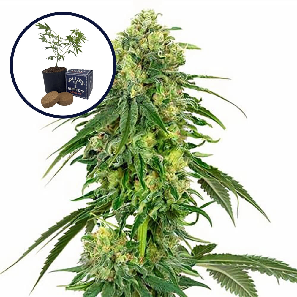 Deadhead OG Grow Kit