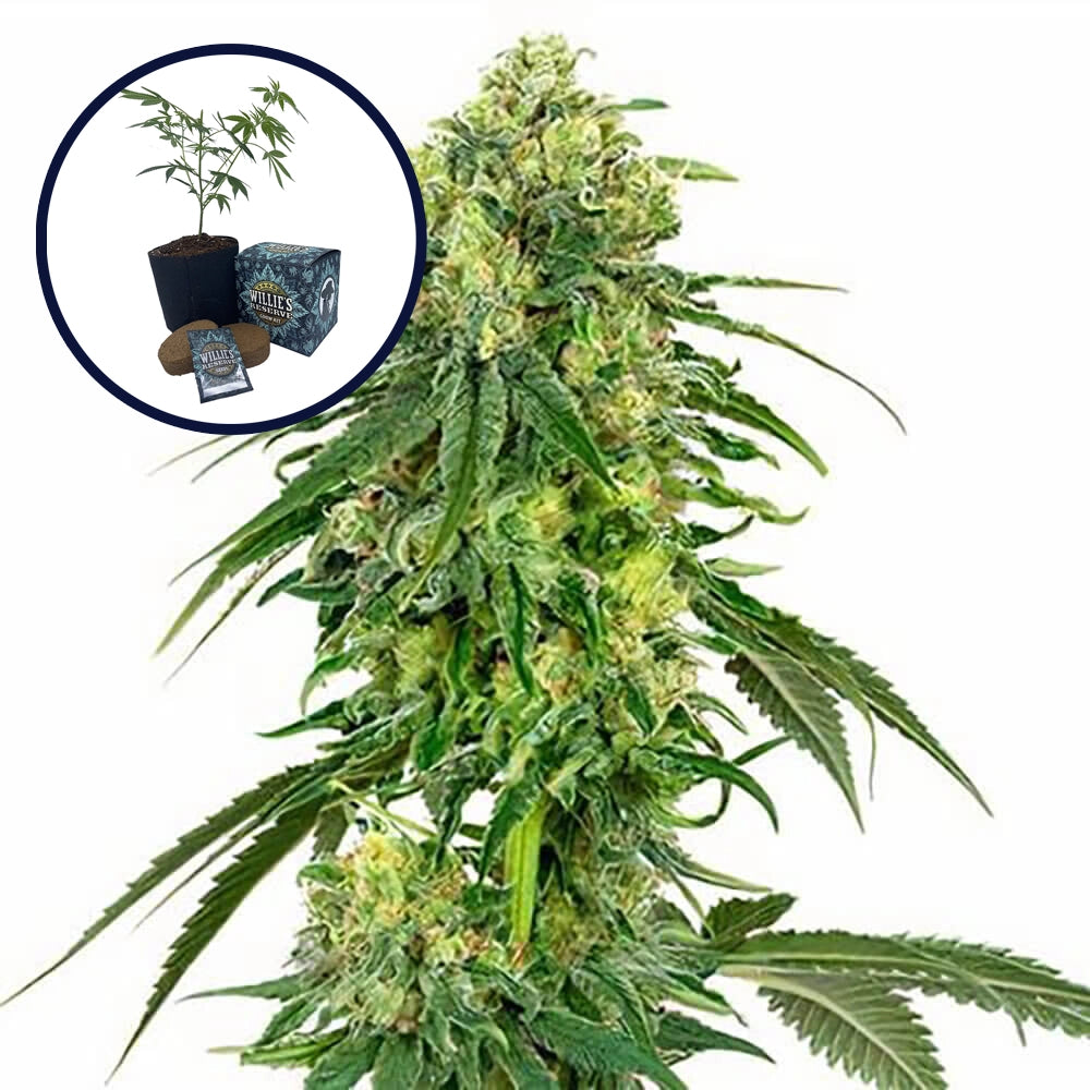 Deadhead OG High Yield Grow Kit
