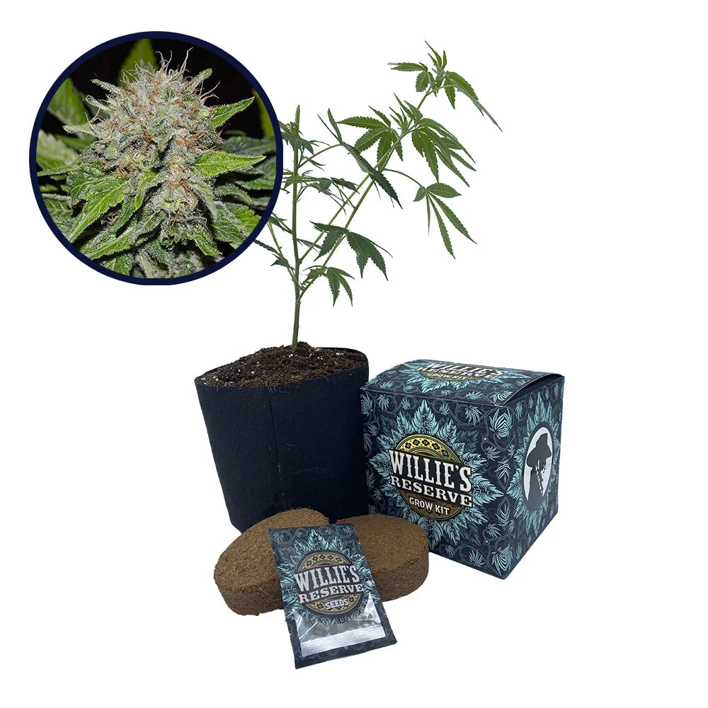 Deep Mandarine Strain High Yield Grow Kit